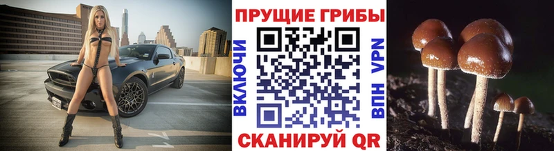 дарнет шоп  Кингисепп  Псилоцибиновые грибы мухоморы 